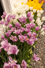 Soft purple and white tulips in a serene garden.