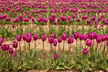 Expansive purple tulip field, spring's vivid tapestry