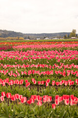 Blushing pink tulip rows in a gentle spring embrace