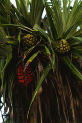 Tropical pandanus palm with pandan fruits.