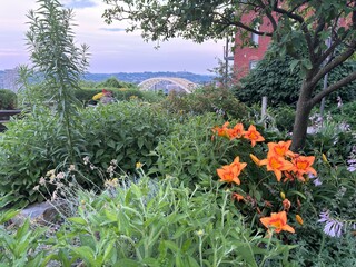 Daylilies & garden in front of Daniel Carter Beard Bridge, Cincinnati