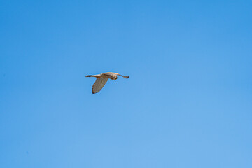 Ein Turmfalke mit einem wolkenlosen, blauen Himmel auf der Jagd.
