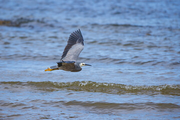 A white faced heron flying low over the water with wings outstretched