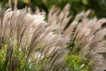 Tall Japanese Silver Grass grasses swaying in wind