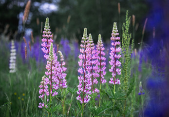 purple lupines in the field