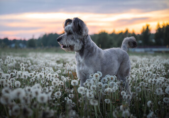 dog without a breed in the field with dandelions at sunset