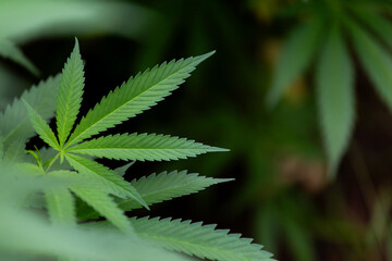 Marijuana plant growing in home garden