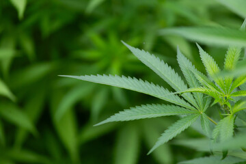 Marijuana plant growing in home garden