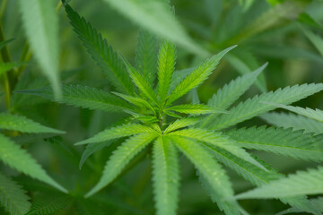 Marijuana plant growing in home garden