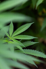 Marijuana plant growing in home garden