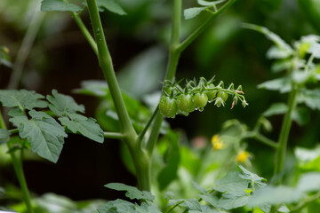 Small growing green tomatoes on vine in home garden
