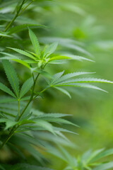 Side view of marijuana leaves growing in home garden