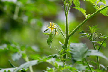 Flowering tomato on vine in home garden