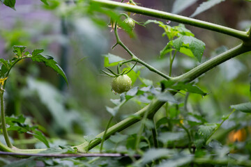 Growing single tomato on vine in home garden
