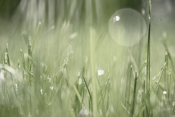 Spring grass in the early morning