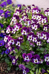 Vibrant purple and white pansies in lush garden bed