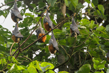 Bats sleeping in the forest at Wingham Brush Boardwalk nature walk