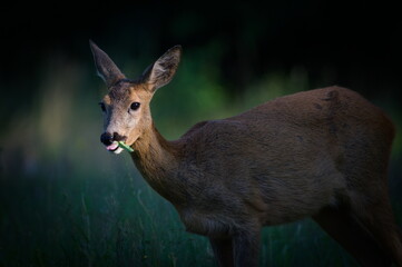 Capreolus capreolus european roe deer female is eating on the field in the evening. Last sunlight.