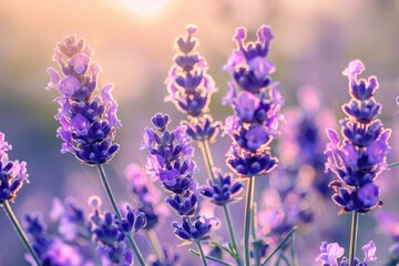 Purple Lavender Flowers Illuminated by Golden Sunlight