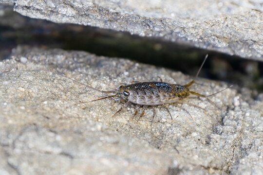 ふなむし」の写真素材 | 742件の無料イラスト画像 | Adobe Stock