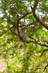 Wild macaque with long fur relaxes on a tree branch in a lush green forest