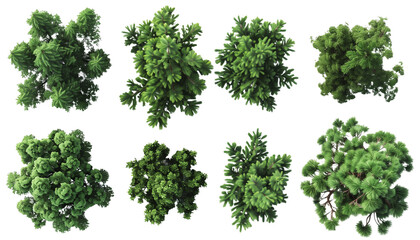 Collection of Top View Pine tree on transparent background PNG