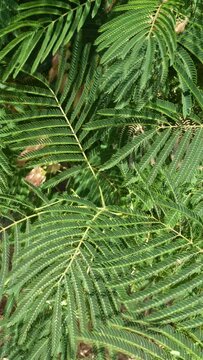 Green vertical background with leaves of acacia in the wind, Albizia julibrissin. Nature background close up.