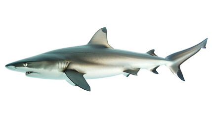 Fototapeta premium Great white shark