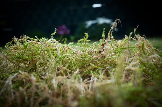 Verticalised moss on a meadow