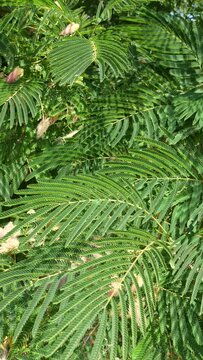 Green vertical background with leaves of acacia in the wind, Albizia julibrissin. Nature background.