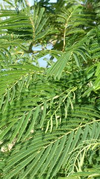 acacia, Albizia julibrissin, branches with green leaves in the wind against the blue sky. Nature background close up. Vertical video. High quality 4k footage