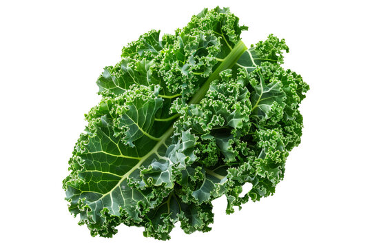 Fresh green curly kale salad leaf isolated on a white background.
