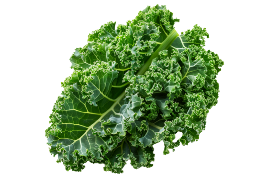 Fresh green curly kale salad leaf isolated on a white background.
