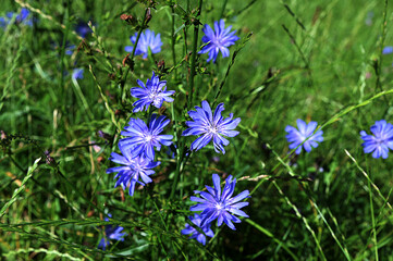 Chicory or Cichorium intybus flowers with green leaves in a field