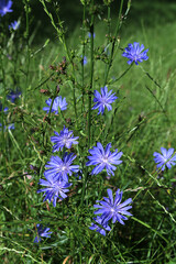 Chicory or Cichorium intybus flowers with green leaves in a field