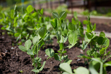 A bed of young green peas. An organic vegetable garden. The concept of agriculture and nature conservation. 