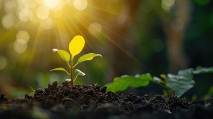 The small green seedling