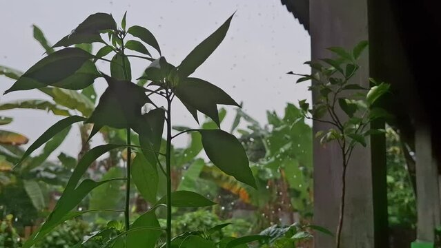 Rainfall in the backyard with tiny tree foreground