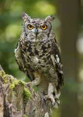 Ein Fleckenuhu mit Federohren im Wald, Bubo africanus