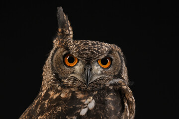 Ein Fleckenuhu mit Federohren als Studioaufnahme vor schwarzem Hintergrund, Bubo africanus