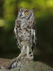 Ein Fleckenuhu mit Federohren im Wald, Bubo africanus