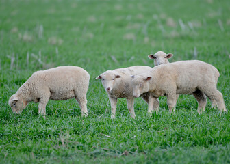 Lambs grazing in a lush green field.