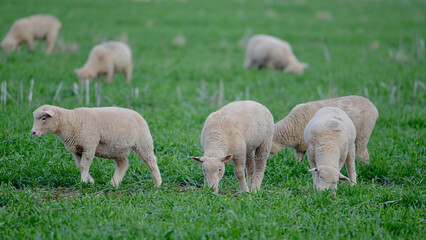 Lambs grazing in a lush green field.