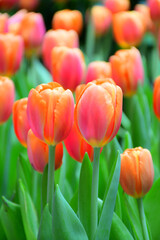 Two tone tulip in the indoor dome garden.