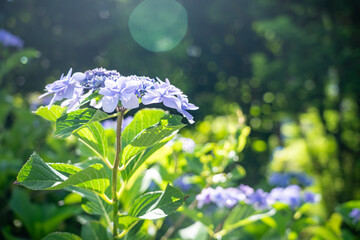 太陽に照らされるアジサイ