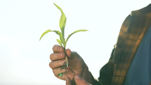 Agronomist hands inspecting corn sprout. agronomist holding young corn plant with roots visible. Agricultural concept highlighting agronomist corn sprout growth. farming practices corn cultivation.