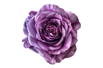 Purple rose flower isolated on transparent background
