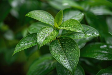 Green leaves with dewdrops