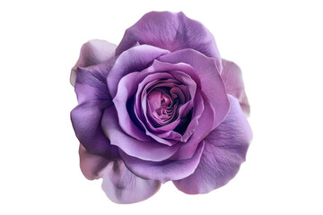 Purple rose flower isolated on transparent background