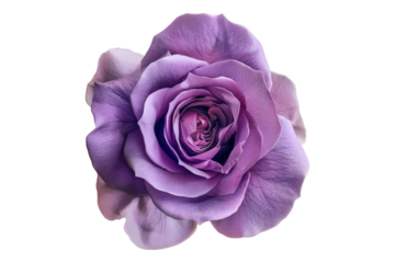 Purple rose flower isolated on transparent background